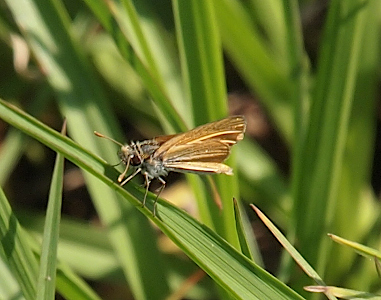 [Side view of a butterfly perched on a wide blade of grass with its body seeming to be a furry grey color. Its antenna are the same color and shape as an adult Southern Skipperling with its yellow mustard color and thickness at the tips. The wings are brownish with a light stripe through the upper wing. The large eyes are dark brown.]